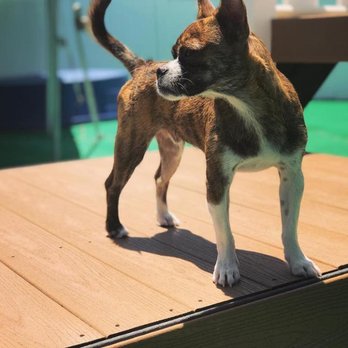 South Tampa Pet Resort - Expert Doggy Daycare, Boarding & Grooming Services