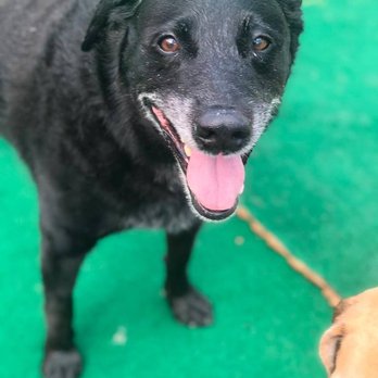 South Tampa Pet Resort - Expert Doggy Daycare, Boarding & Grooming Services