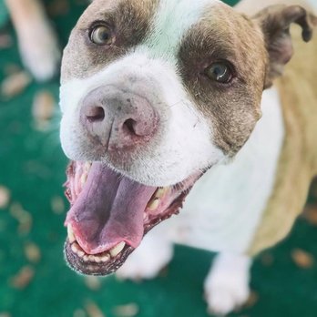 South Tampa Pet Resort - Expert Doggy Daycare, Boarding & Grooming Services