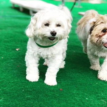 South Tampa Pet Resort - Expert Doggy Daycare, Boarding & Grooming Services