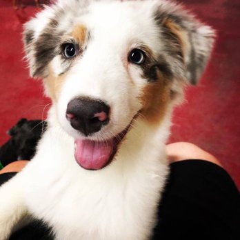 South Tampa Pet Resort - Expert Doggy Daycare, Boarding & Grooming Services