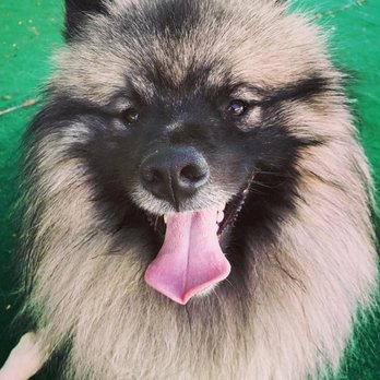 South Tampa Pet Resort - Expert Doggy Daycare, Boarding & Grooming Services